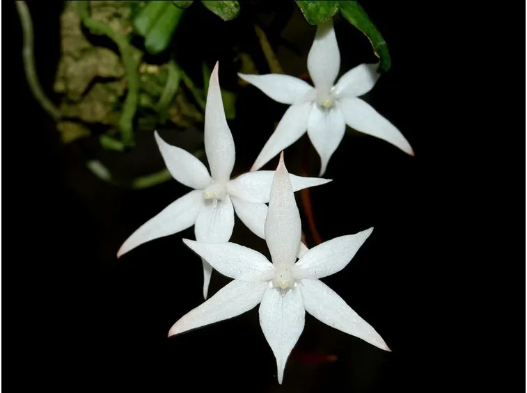 aerangis punctata