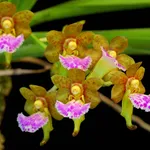 Aerides flabellata