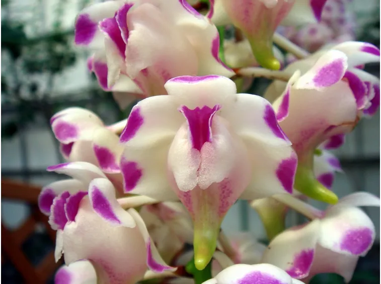 fiori Aerides lawrenciae
