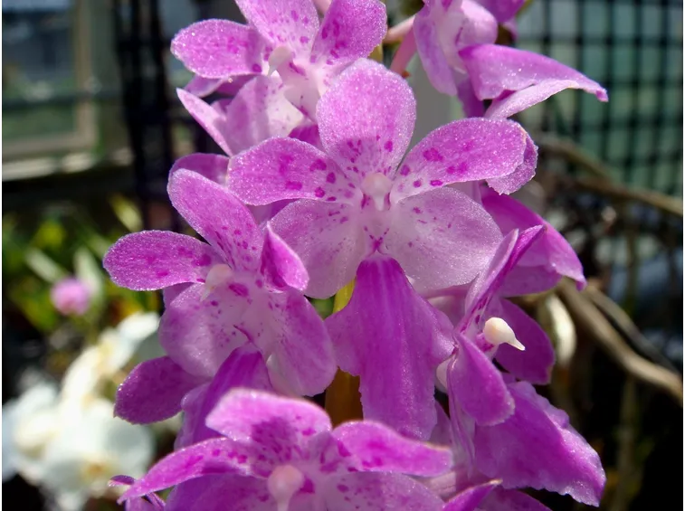 erides rosea
