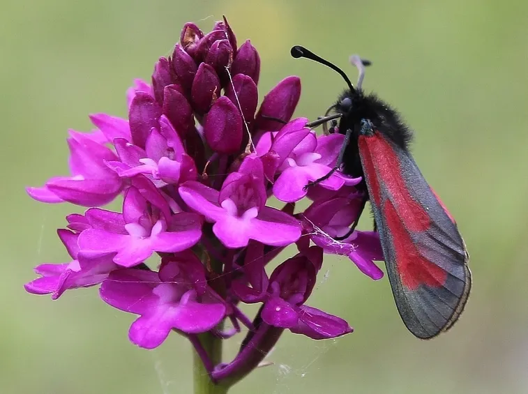 Foto anacamptis