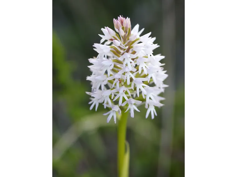 anacamptis piramidalis
