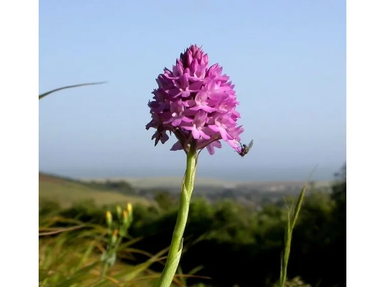 anacamptis