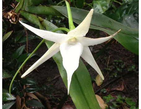 Angraecum sesquipedale
