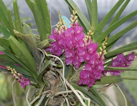Ascocentrum ampullaceum