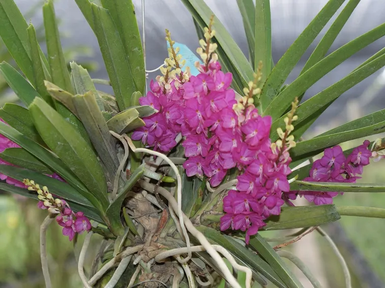 Ascocentrum ampullaceum