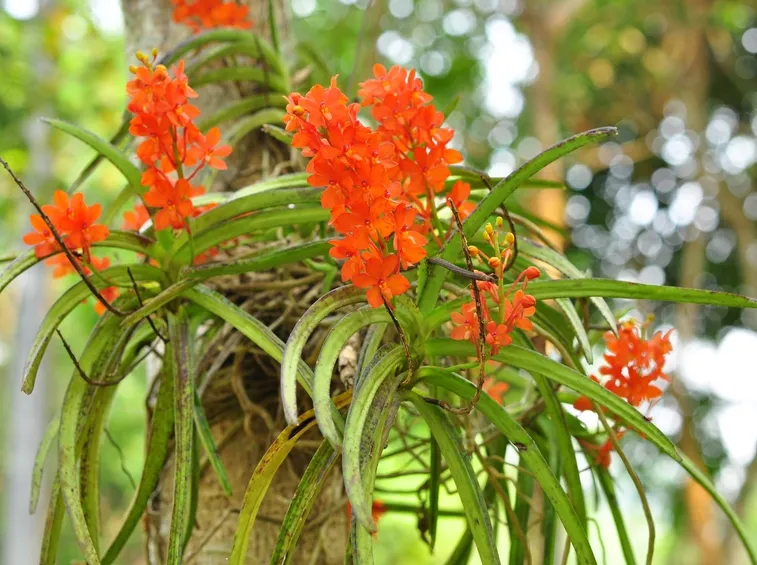 pianta Ascocentrum curvifolium