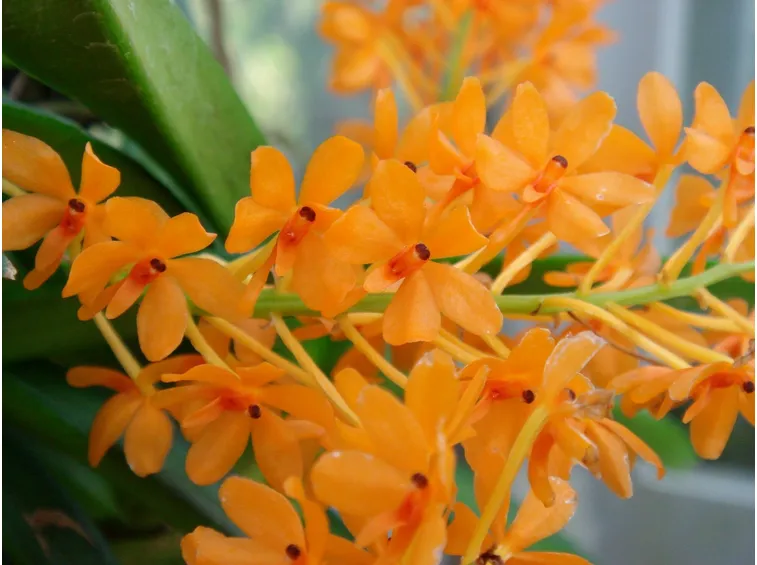 ascocentrum garayi