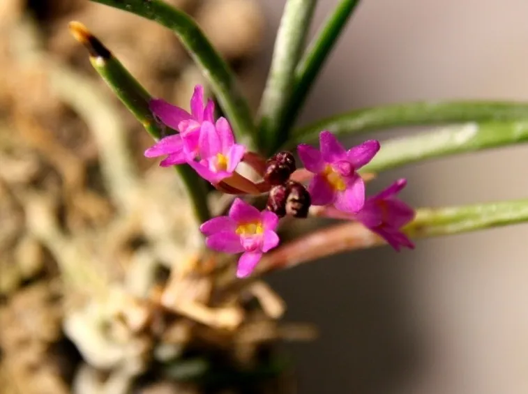 fiori ascocentrum
