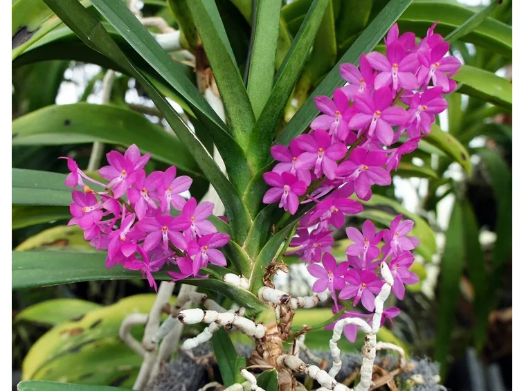ascocentrum pianta