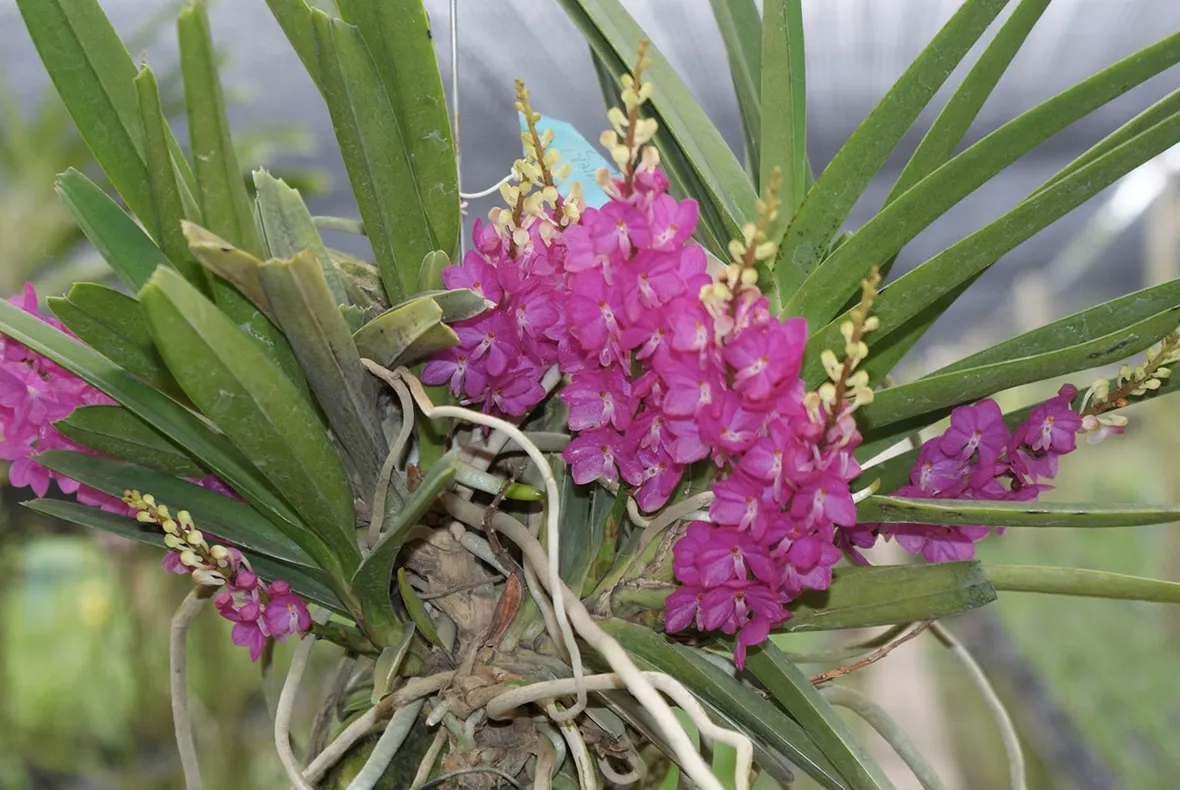 Ascocentrum ampullaceum