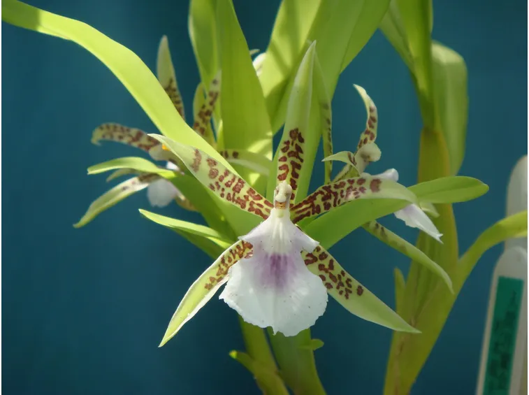 Pianta Aspasia lunata
