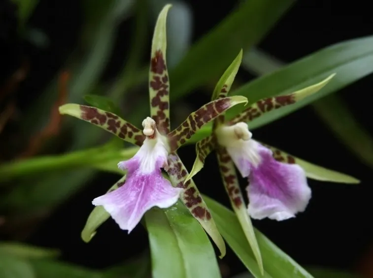 aspasia lunata