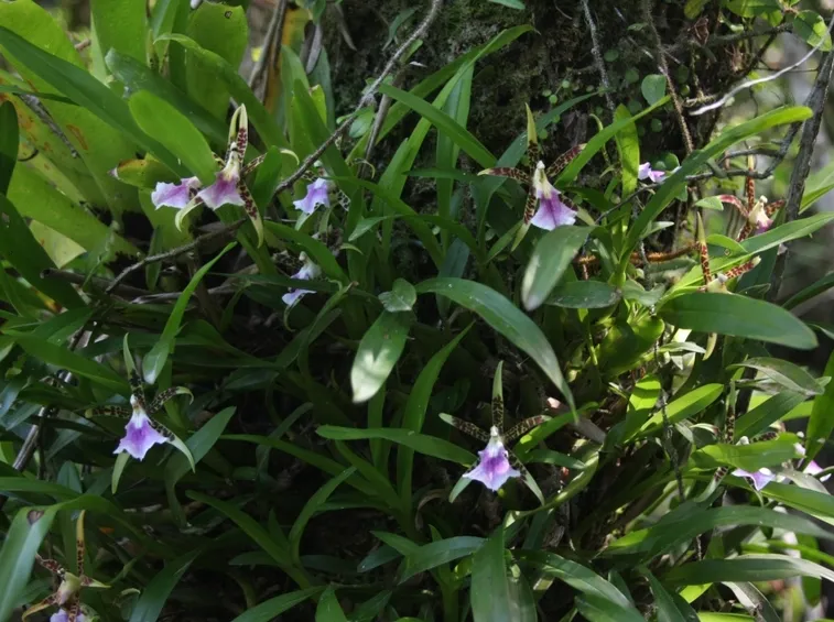 aspasia piante
