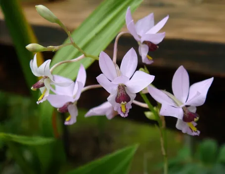 Barkeria melanocaulon