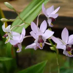 Barkeria melanocaulon