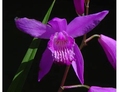 Bletilla striata