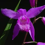 Bletilla striata