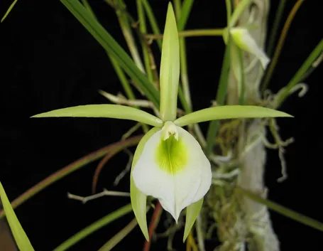 Brassavola