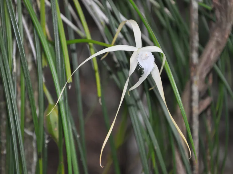 pianta brassavola