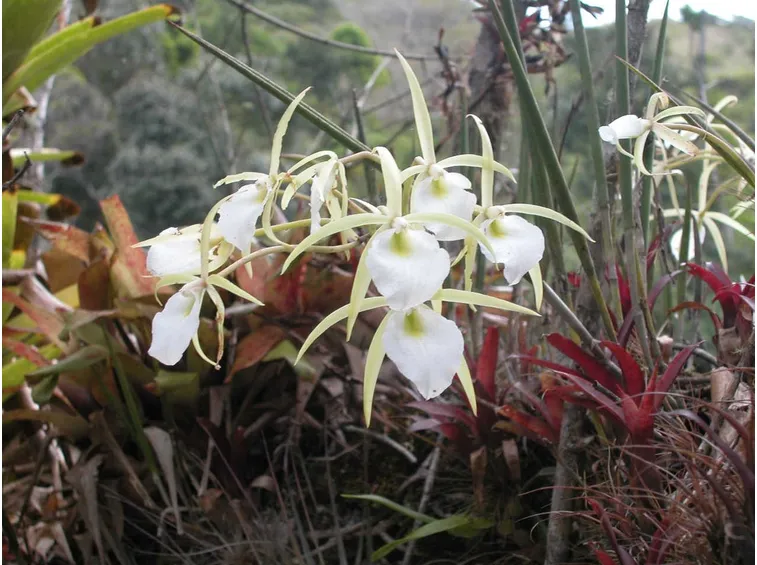 brassavola tuberculata