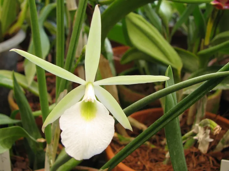 brassavola fiore