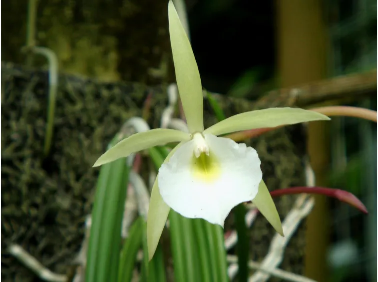 fiore brassavola