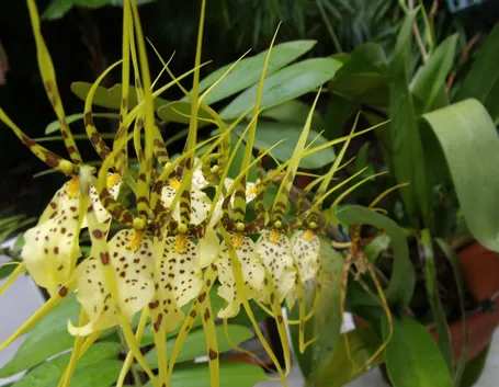 orchidee brassia