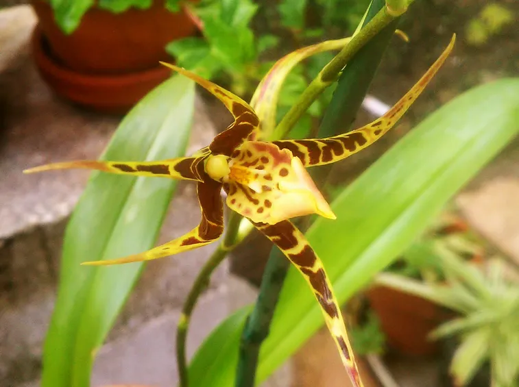 Brassia maculata