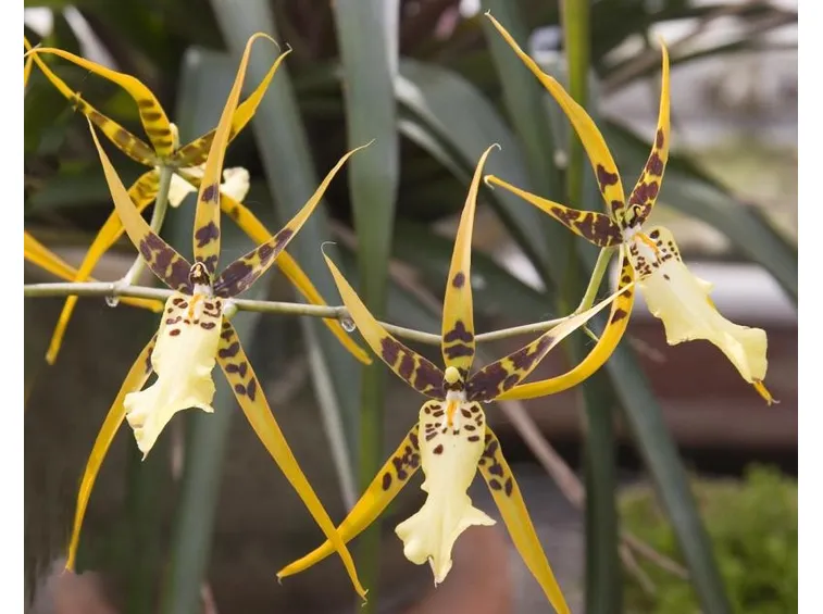Brassia ibrido