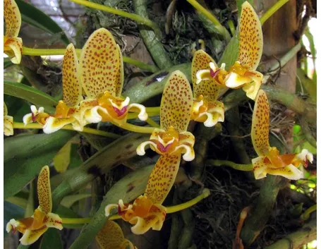 Bulbophyllum monanthum