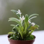 Cadetia taylori