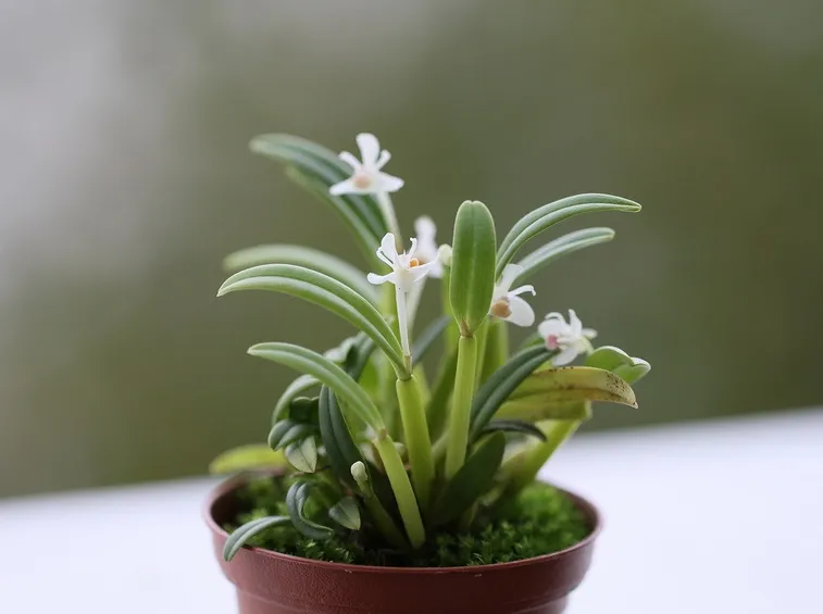 Cadetia taylori