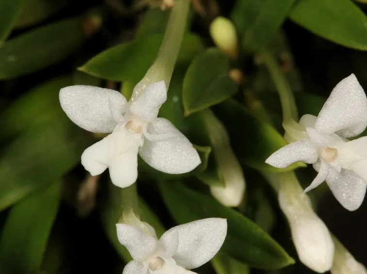 cadetia