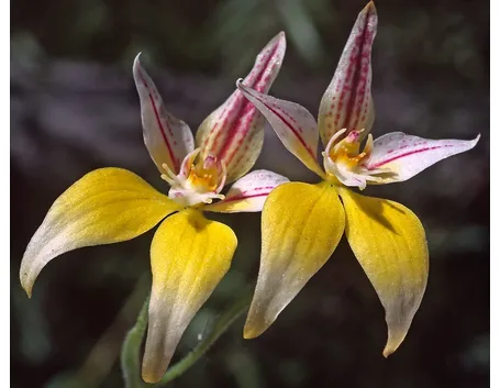 Caladenia