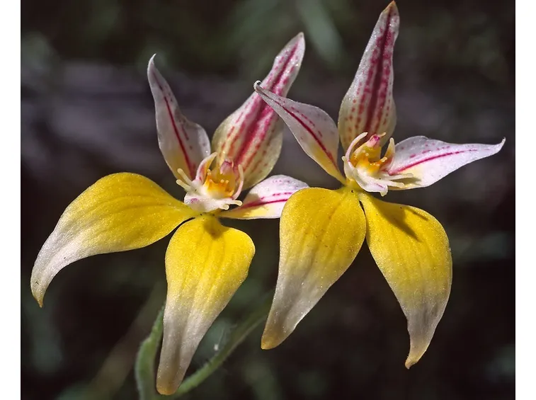 Caladenia