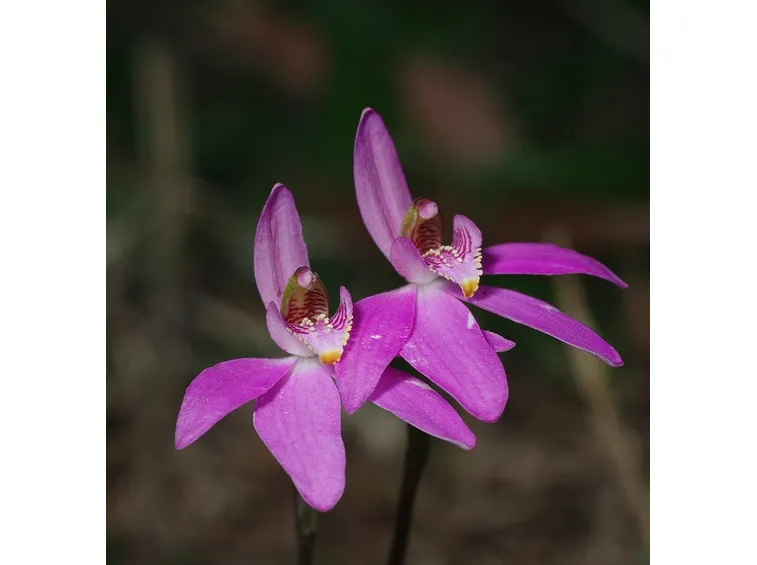 Caladenia quadrifaria