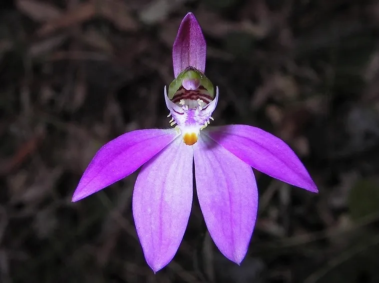 fiore caldenia