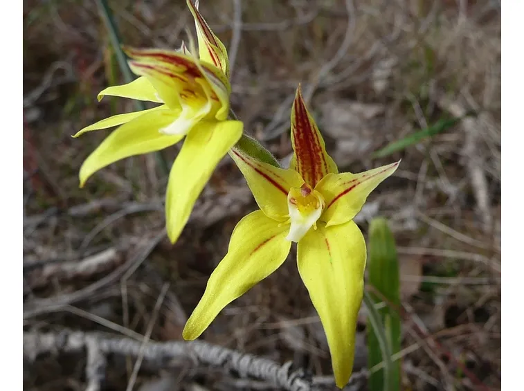 caladenia flava