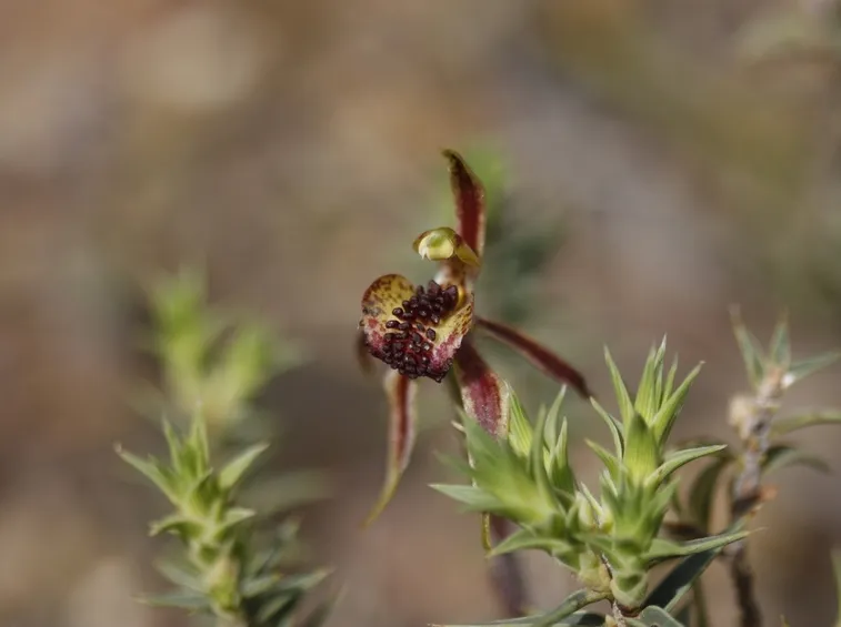 caladenia actensis