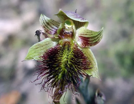 Calochilus