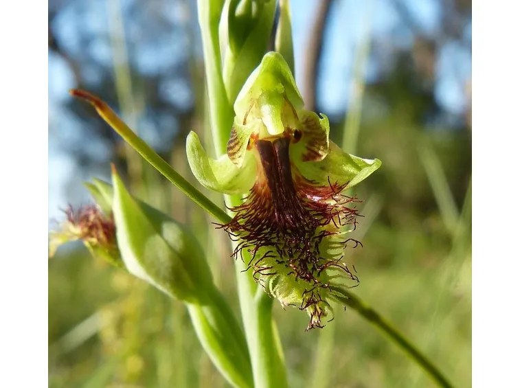 pianta Calochilus