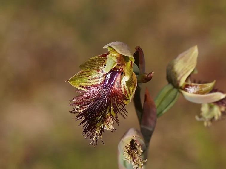 fiori calochilus