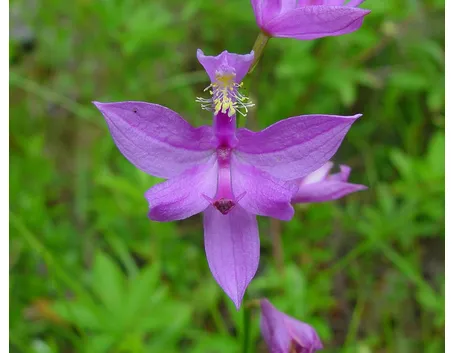 Calopogon