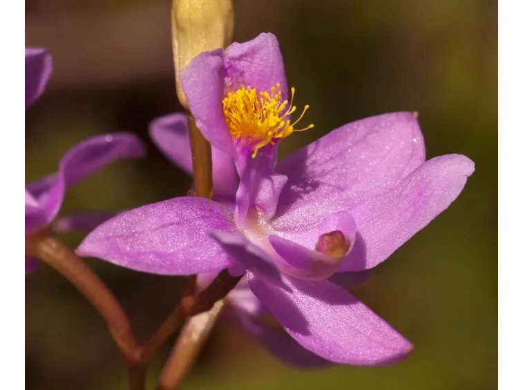 fiore Calopogon