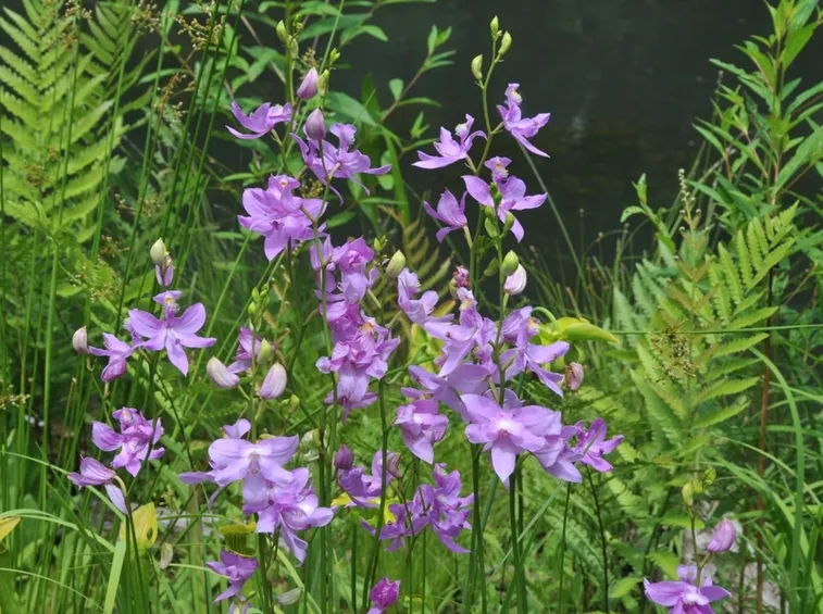 calopogon tuberosus
