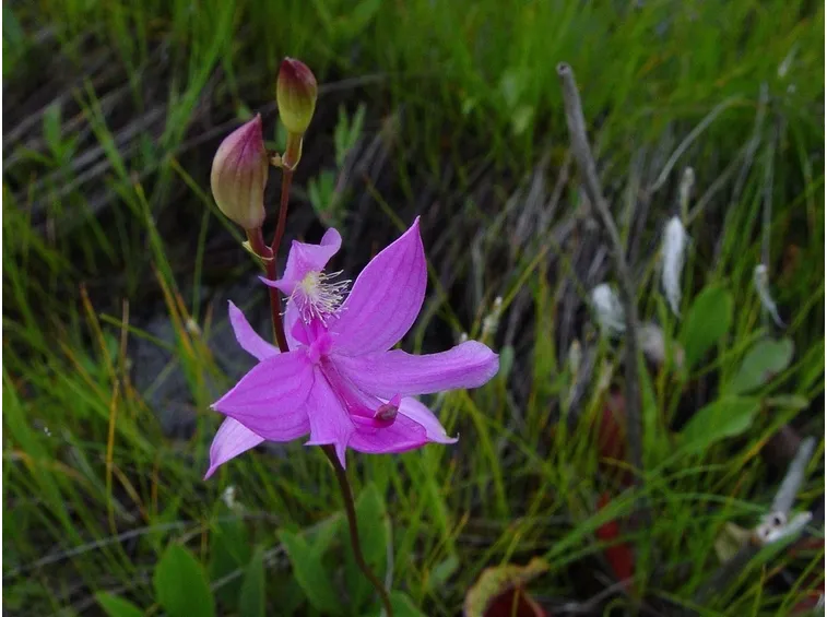 fiori calopogon