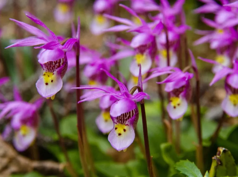 piante Calypso