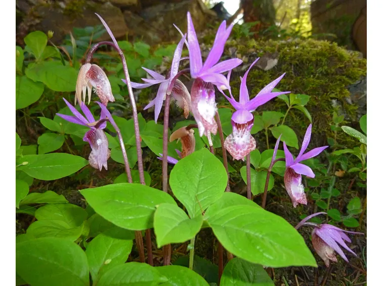 orchidee calypso