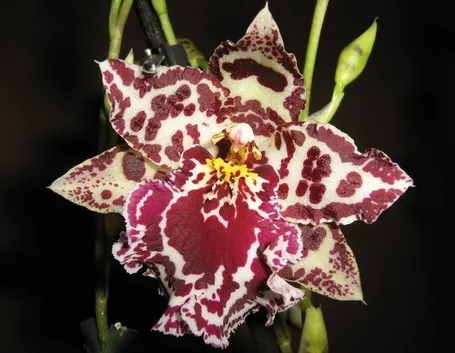 pianta Cambria